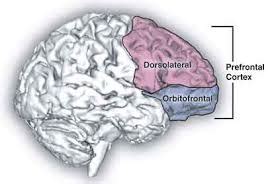 Áreas y funciones cerebrales V: Corteza Prefrontal Dorsolateral - Nepsa ...