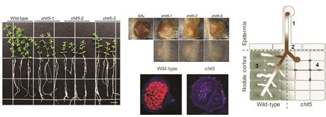 The Goldilocks principle in biology—fine-tuning the 'just right' signal load