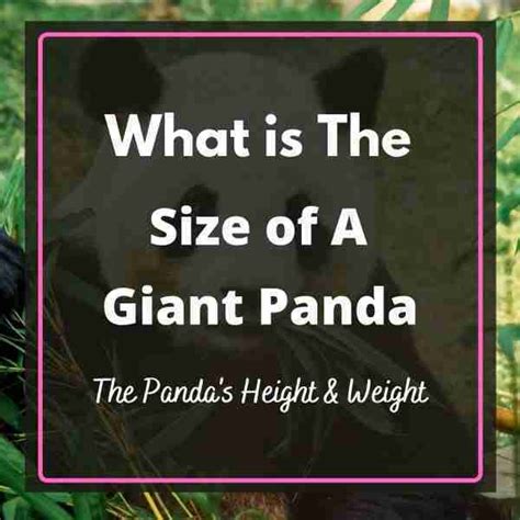 What Is The Size of A Giant Panda? (Explained)