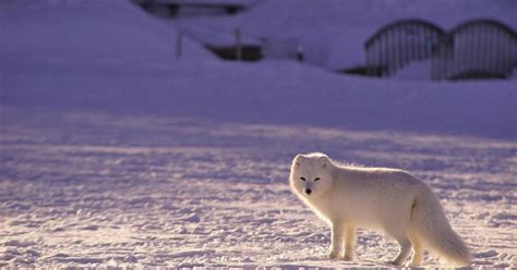 Arctic Wildlife: Discover the Animals of the Arctic Circle - TourRadar