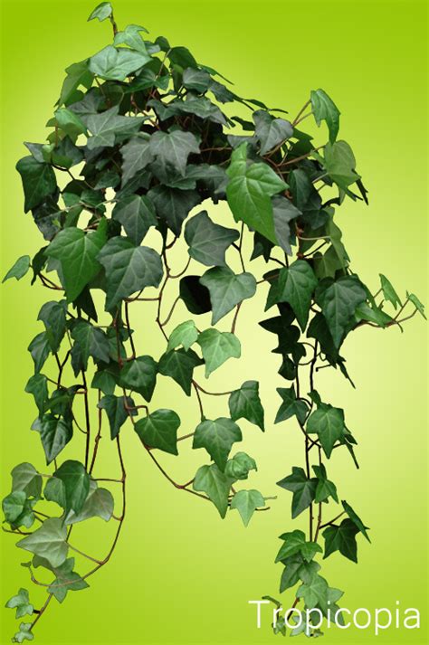 How to Grow English Ivy Plants - Care | Houseplant 411 - How to Identify and Care for Houseplants