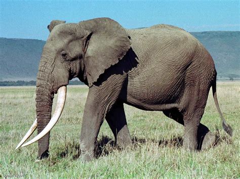 Loxodonta africana - big tusks | A fine bull elephant, Ngoro… | Flickr