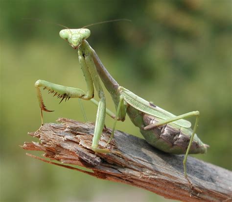 A closer look at nature: the praying mantis - The Source