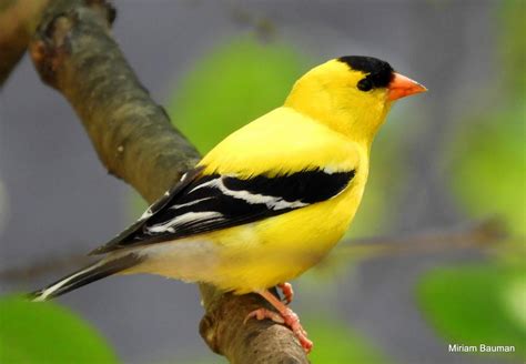 American Goldfinch (Chardonneret jaune) - Travels With Birds