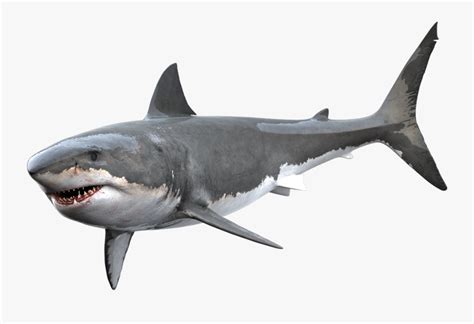 Clipart Shark Great White Shark - Transparent Great White Shark Png ...