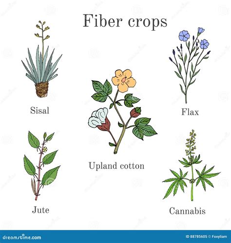 Fiber Crops - Cotton, Sisal, Flax, Jute, Cannabis Stock Vector - Illustration of fabric, shop ...