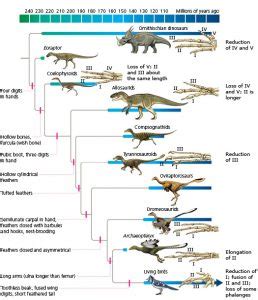 More on Bird Evolution | NeuroLogica Blog