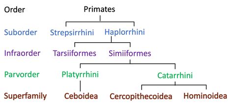 Modern Primate Taxonomy – Biological Anthropology: A Brief Introduction