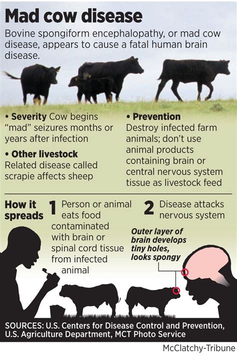 32 best Mad cow disease awareness images on Pinterest | Cow, Beef and Cows