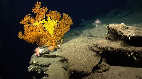 Mid-Atlantic States Release Course of Action, Convene Experts to Discuss Deep Sea Canyon Science ...