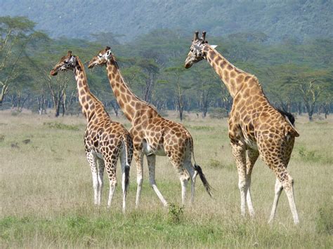 South Africa Reclassifies 33 Wild Species as “Farm Animals”