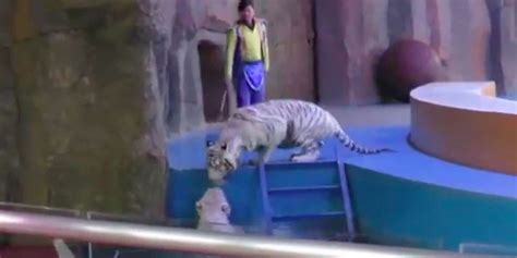 Circus Tigers Brave Whipping To Check On Friend Who Fell - The Dodo
