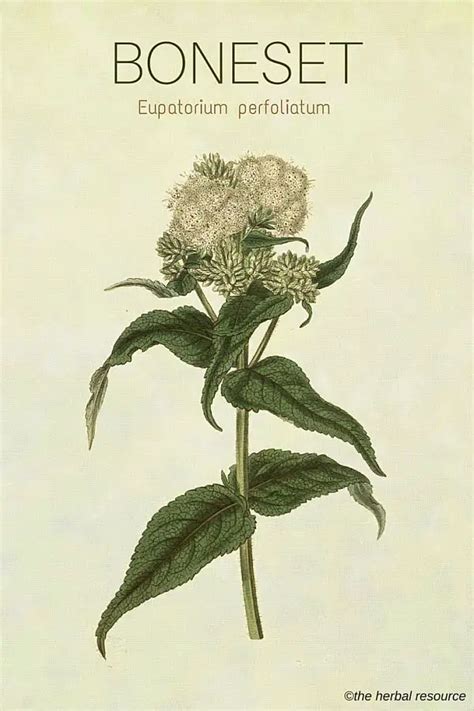 Boneset - Side Effects, Uses and Health Benefits