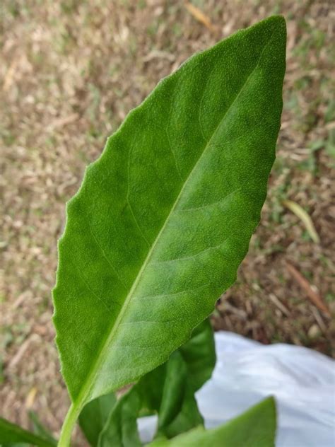 Gynura procumbens - Alchetron, The Free Social Encyclopedia