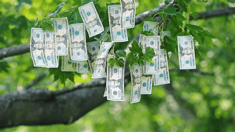 Does Money Grow on Trees? - Acculevel