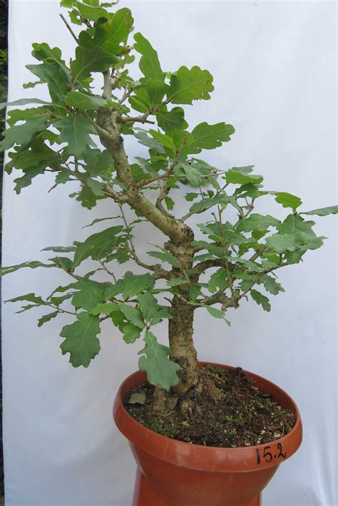 Quercus (eik) | Inheemse Bonsai Bomen