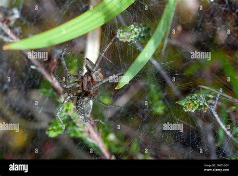 Wolf spider capturing its prey Stock Photo - Alamy