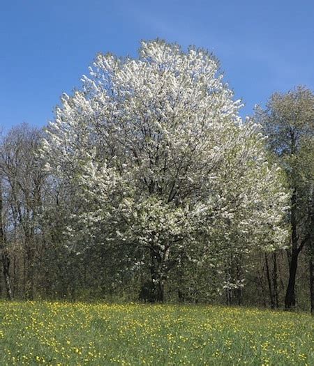 Black Cherry Tree | Prunus serotina | American Cherry | Rum Cherry