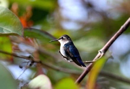 Bee Hummingbird - Stunning Marvel - Our Breathing Planet