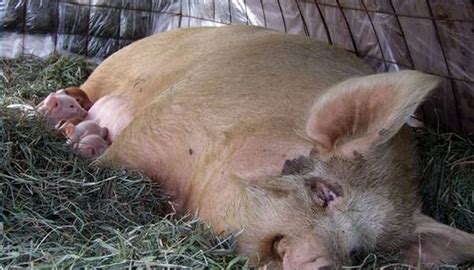 how-a-pig-reproduce | Animals - mom.com