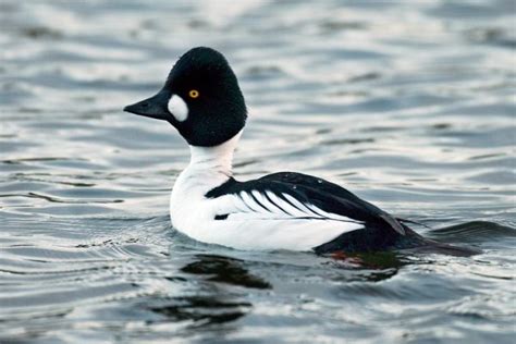 Goldeneye - BirdWatch Ireland