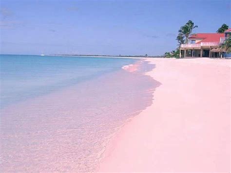 Plage de sable rose sur l'île de Harbour aux Bahamas | Pink sand beach, Harbour island bahamas ...