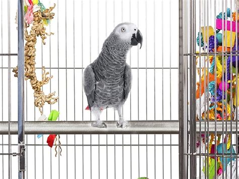 Best 6 African Grey Parrot Bird Cages Your Pets Will Like