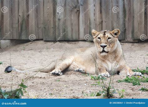 Female Lion in Open-air Cage Stock Image - Image of animal, hunter: 34038061