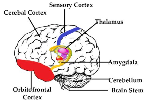 Mammalian Brain and Connections of Amygdala | Download Scientific Diagram