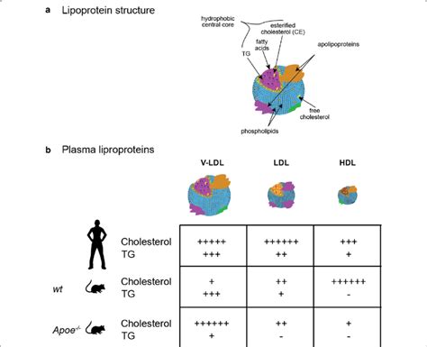 Lipoprotein structure and abundance in humans, wild type, and Apoe −/−... | Download Scientific ...