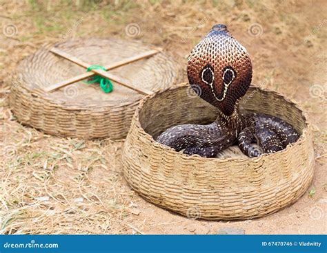 Cobra Performance of Snake Charmer. Stock Photo - Image of indian ...