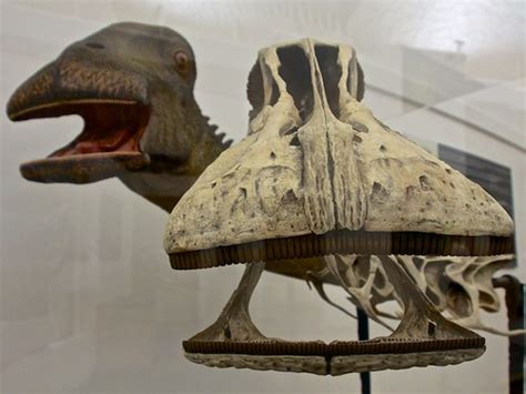 Nigersaurus | Skull cast and reconstruction; seen at the Ste… | Flickr