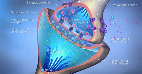 How Long for Dopamine Receptors to Heal | Dopamine Levels