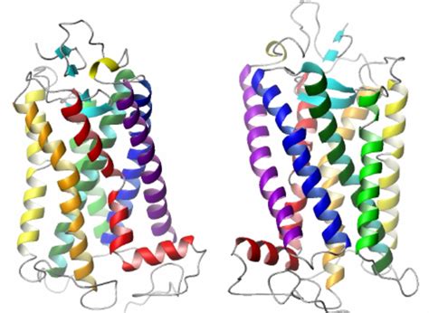 The crystal structure of Bovine-Rhodopsin as described by Palczewski et ...