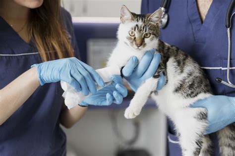 Veterinary Medicine Courses in Malaysia | Top Universities 2023