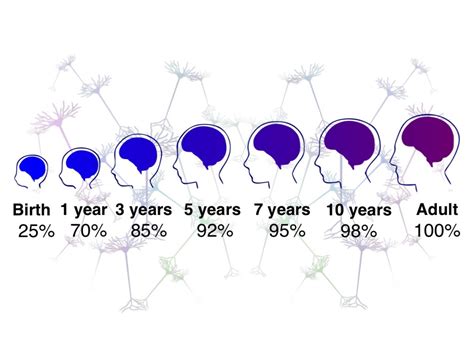 Brain Growth in the First Five Years of Life | Institute for Learning and Brain Sciences (I-LABS)