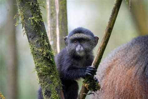 Celebrating “Monkey Day” – and a baby bonanza for endangered golden monkeys - Dian Fossey ...