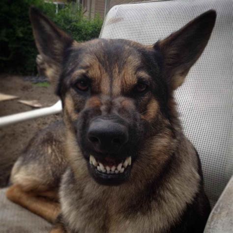 German Shepherd Teeth | PETSIDI