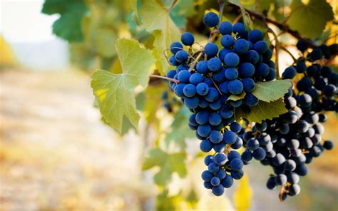 Guia de uvas: conheça os vinhos da uva Barbera