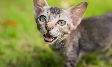 Natural Flea Remedies for Cats (That Really Work!) - The Catington Post