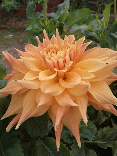 Giant Dahlias | Dahlia, Plants