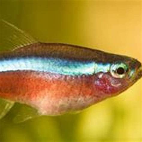 Can tetras recover from neon tetra disease? - DIY Seattle