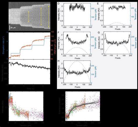 Force-dependent fluorescence intensity profile on 4:1 labelled DNA. A)... | Download Scientific ...