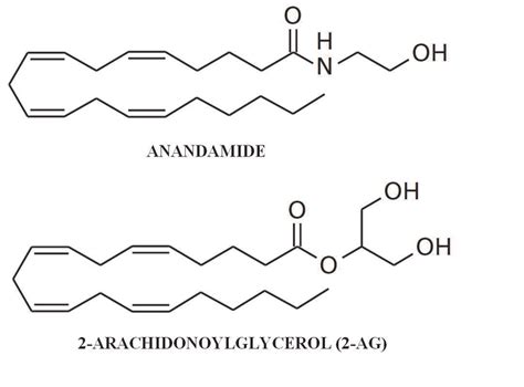 The structure of anandamide and 2-AG (adapted from Doyle, 2011) | Download Scientific Diagram