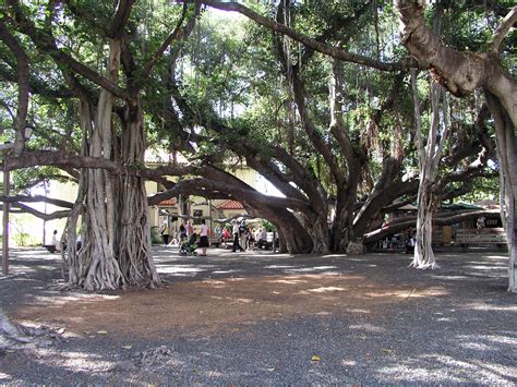 Lāhainā Banyan Tree | Images of Old Hawaiʻi