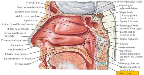 Soft Palate Anatomy - Anatomical Charts & Posters