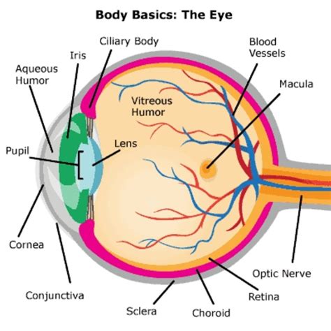 Explain the function of human eye with diagram. - Brainly.in