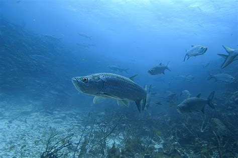 Florida Keys Aquarium Encounters | Tarpon - Florida Keys Aquarium ...