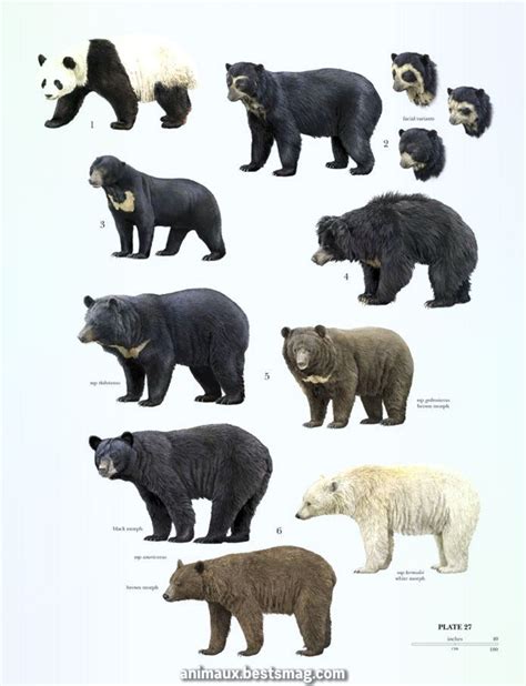 Pin by jean-marc blindenbacher on ATEP | Bear species, Animals, Mammals