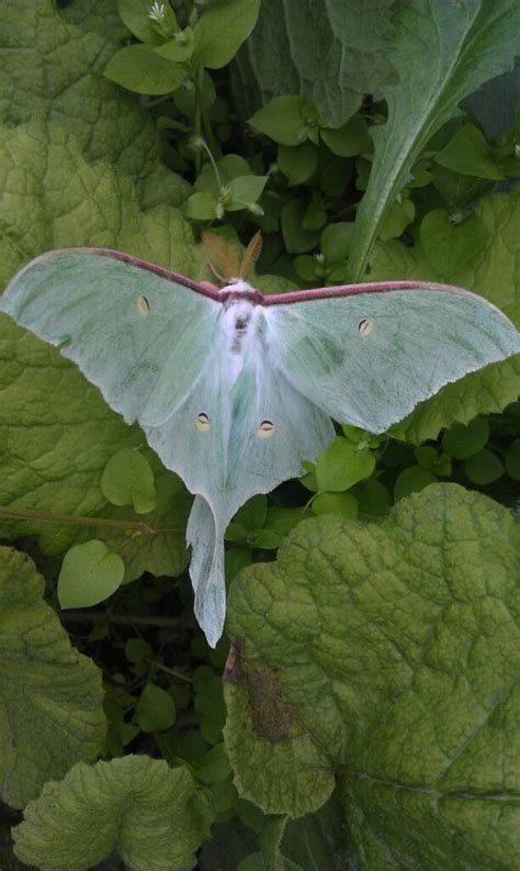 9 Luna Moth Symbolism and Spiritual Meaning (Updated)